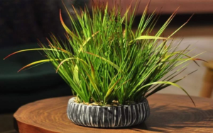 Lemongrass - An Indoor Plant with Medicinal Benefit