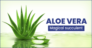 Aloe Vera - The Magical Indoor Plant