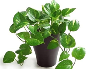 Money Plant- An Indoor Plant called Devil’s ivy