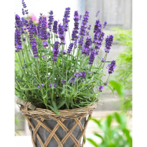 Lavender - The Nice Indoor Plant