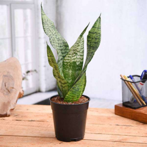 Snake Plant- An Indoor Plant with Multiple Benefits