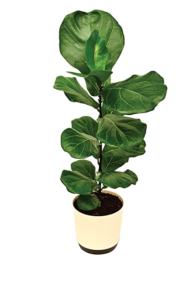 Fiddle leaf fig plant - The Big leaf Indoor Plant