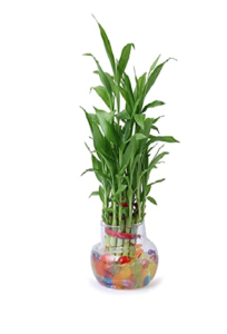 Lucky Bamboo - The lucky Indoor Plant