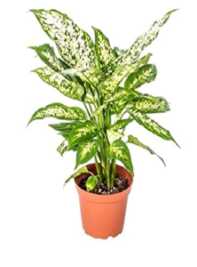 Chinese Evergreen - The Evergreen Indoor Plant