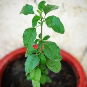 Indian Basil - The Tulsi